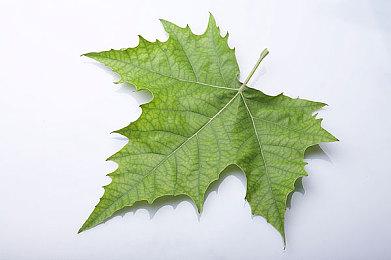 《月姬格斗：Type Lumina》首个DLC角色 死徒诺艾尔公布